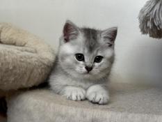 A rserver somptueux chatons scottish fold/ straight