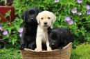 chiots Labrador Retriever disponibles