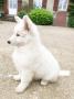 chiots White Shepherd Dog disponibles