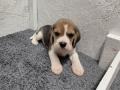 chiots Beagle  rserver