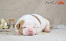 chiots d'apparence Bulldog Americain  rserver
