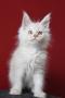 chaton Maine Coon  rserver