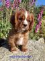 chiots Cavalier King Charles Spaniel disponibles