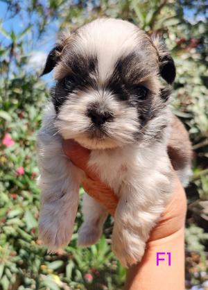 Chiot femelle  apparence shih tzu