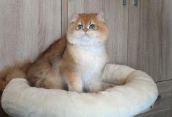 Chat british longhair mle - golden - compagnie - loof