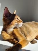 Adorable abyssins  reserver