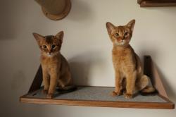 Chatons abyssins loof disponibles