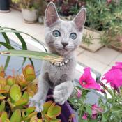 Magnifique chaton bleu russe