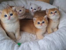 Chatons golden loof
