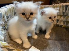 Adorables chatons sacr de birmanie loof  vendre