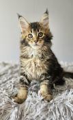 Chatons maine coon  rserver