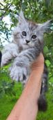 Chaton maine coon mle polydactyle