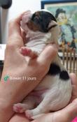 Chiot apparence yorkshire biewer terrier  rserver