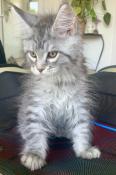 Chatons maine coons black silver loof