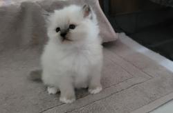 2 chatons femelles blue point