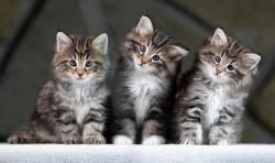 Chatons norvgiens disponibles
