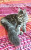 Chaton maine coon  vendre