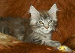 Chaton maine coon black silver blotched tabby male