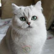 Jeune chatte british aux yeux verts
