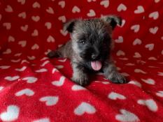 Chiots cairn-terrier pure race