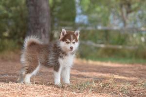 Chiot femelle  apparence pomsky