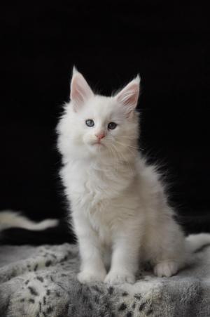 Chaton mle maine coon