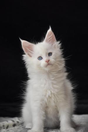 Chaton femelle maine coon