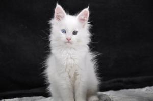 Chaton femelle maine coon