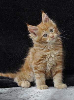 Chaton femelle maine coon