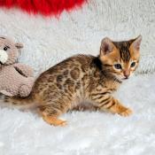 Chaton bengal loof  vendre