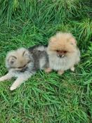 Chiots spitz nains  vendre