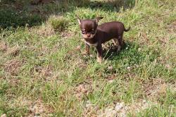 Chihuahua chocolat et tan poil court lof