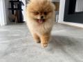 chien Pomeranian pour saillie