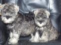 chiots Schnauzer Nain disponibles