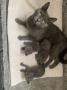 chatons Chartreux  rserver