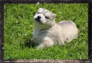 Chiot femelle husky siberien
