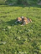 Chiots beagles