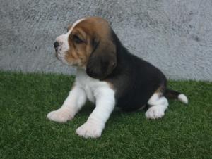 Chiot mle beagle