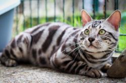 Bengal silver loof