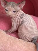 Chaton sphynx loof disponible