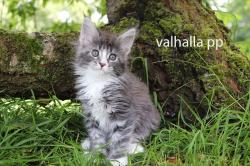 Magnifiques chatons maine coon loof polydactyles et traditionnels