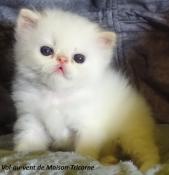 Chatons persans et exotic colourpoints loof