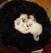 3 chatons  reserver