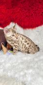 Chaton bengal loof