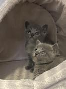 Magnifiques chatons chartreux pour septembre