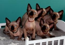 Chatons sphynx seal point