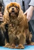 Chiots cavaliers king charles ruby
