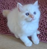 Nos 2 tout premiers ragdolls creme tabby recherchent leur famille.