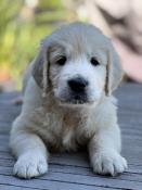 Chiot golden retriever lof