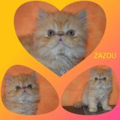 Chatons exotic shorthair et persan loof